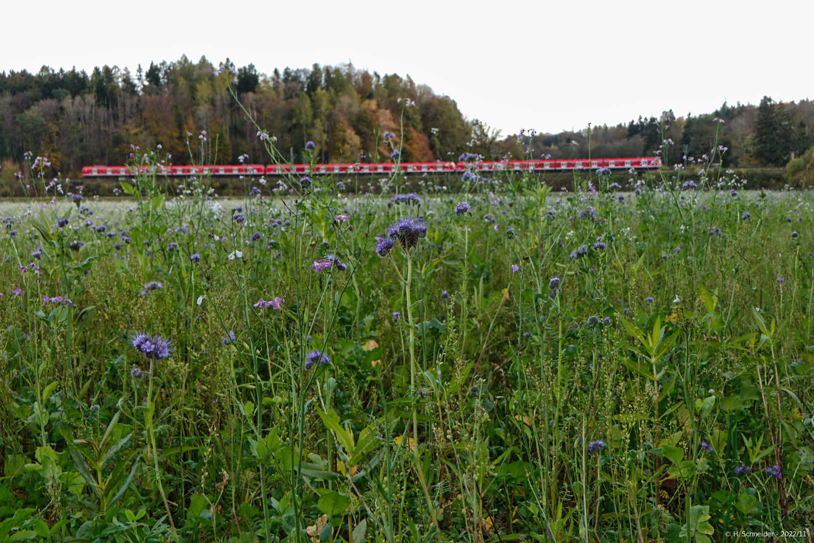 Blau blüht es auf dem Feld