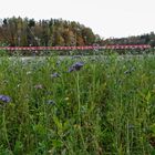 Blau blüht es auf dem Feld