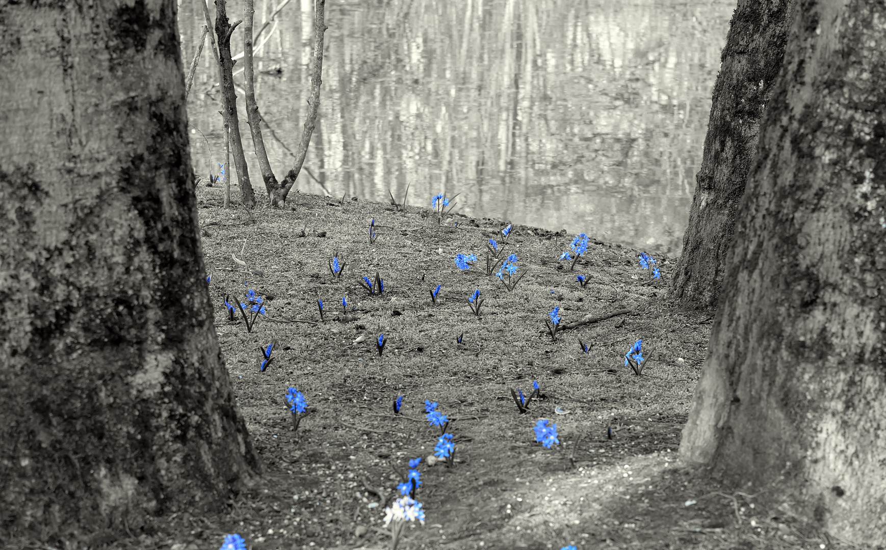 Blau Blümchen zwischen den Bäumen