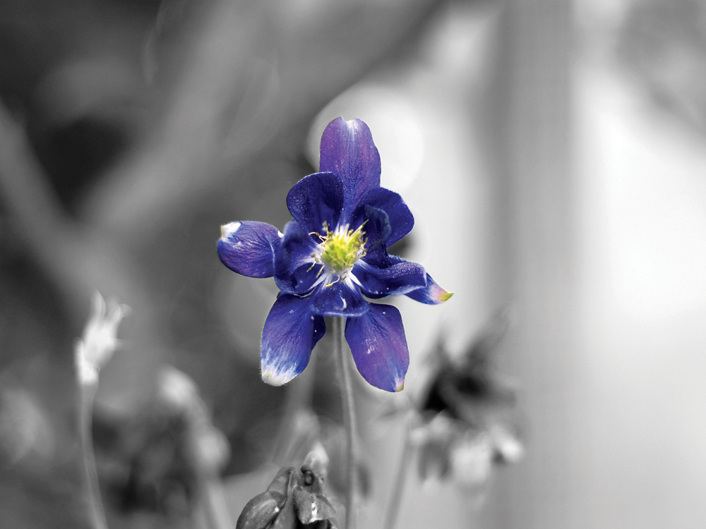 blau Blüte