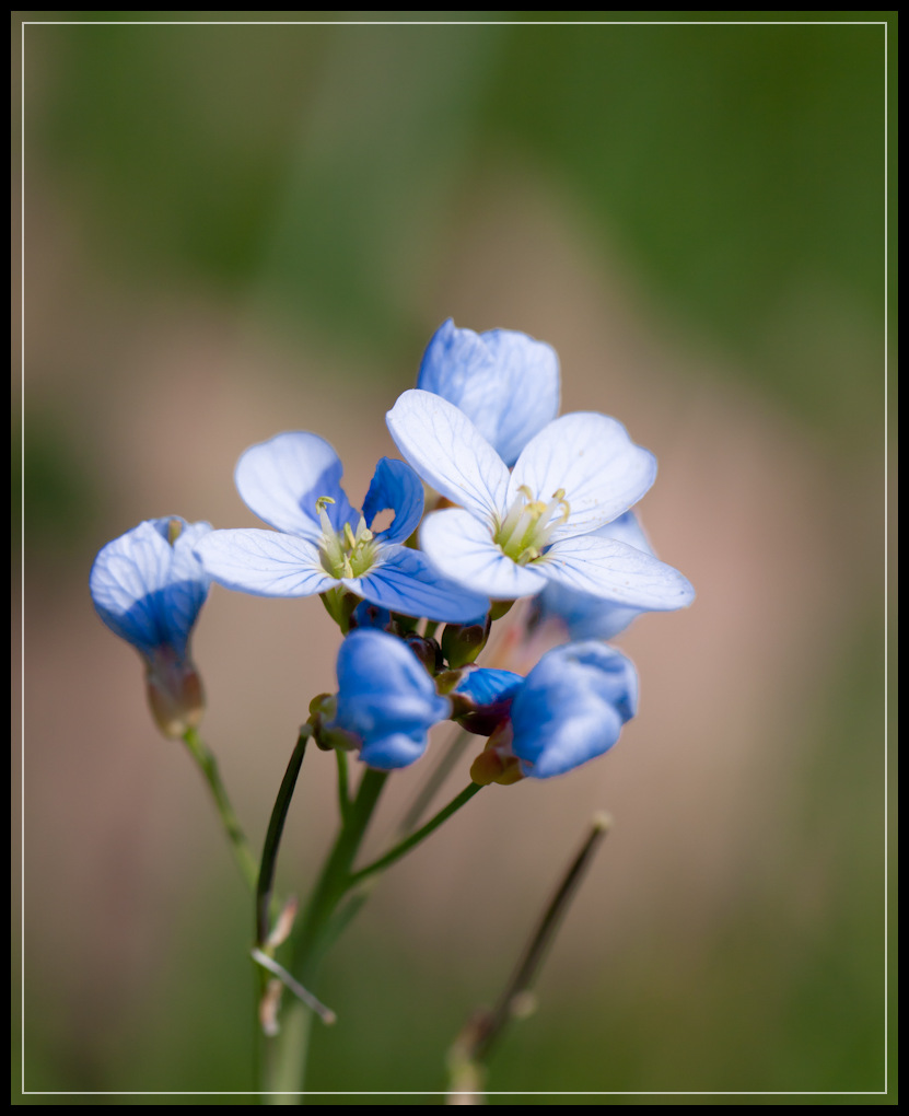 Blau Blütler