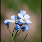 Blau Blütler