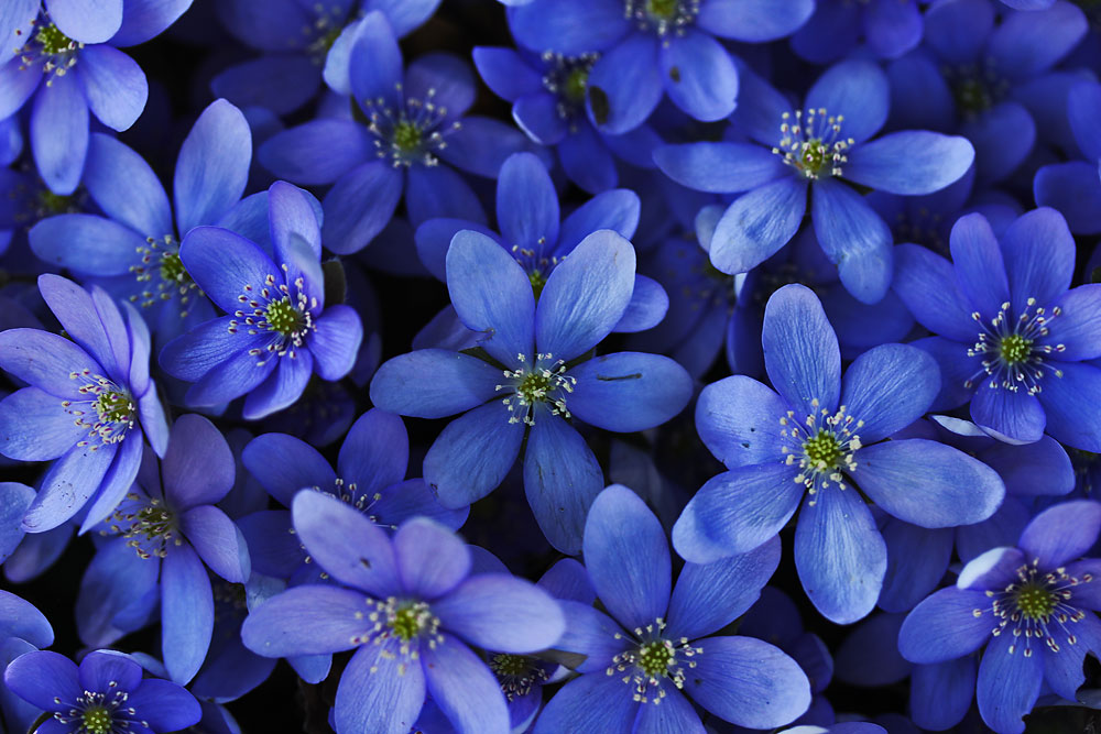 Blau-Blütler............