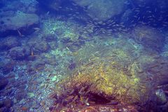 Blau-bunte Unterwasserwelt