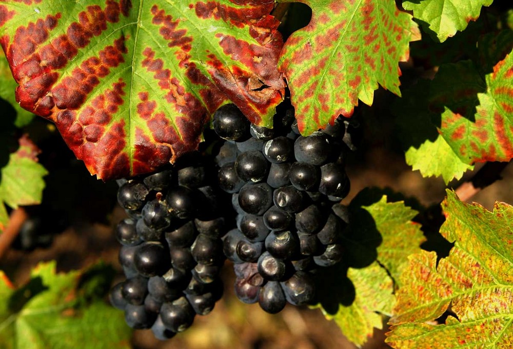 Blau Burgunder aus dem Badischen . Foto & Bild | archiv projekte