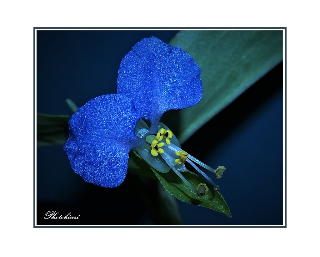 Blau der Tagblume ( Commelina communis)
