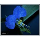 Blau der Tagblume ( Commelina communis)