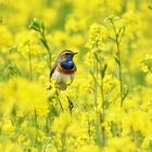 Blau die Kehle, Gelb das Feld