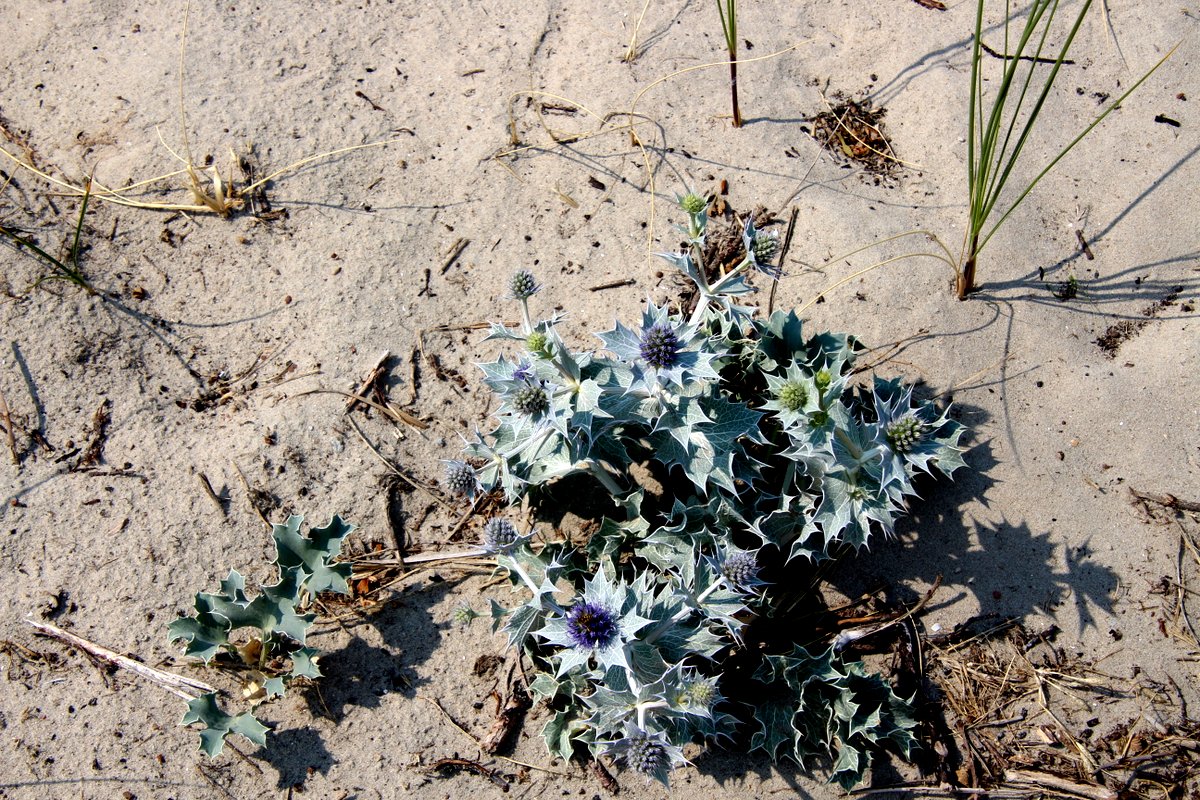 Blau Distel