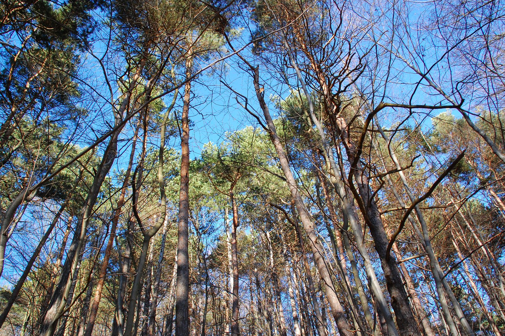 Blau durchs Gehölz