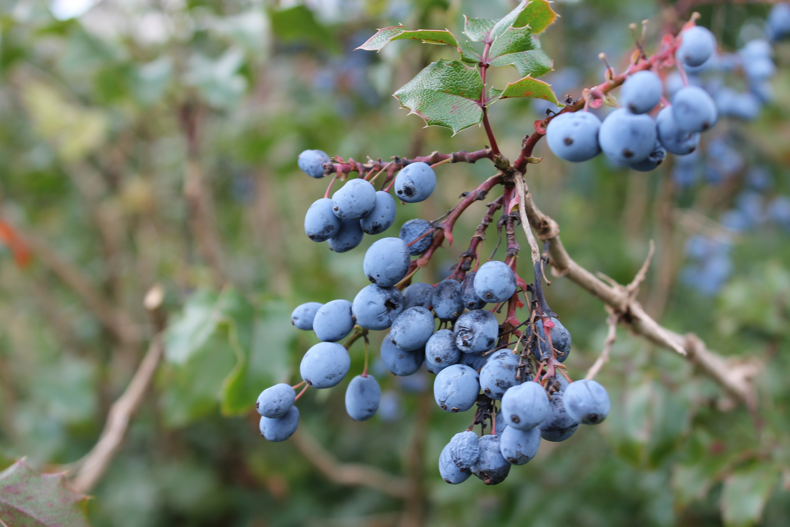 Blau - eine Einstellung.