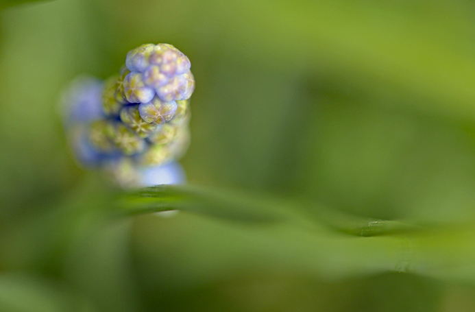 blau empor aus grünem meer