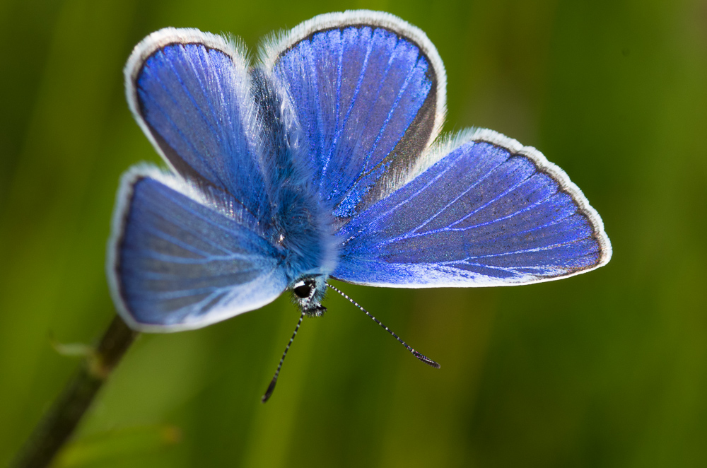 Blau - Farbe der Weite