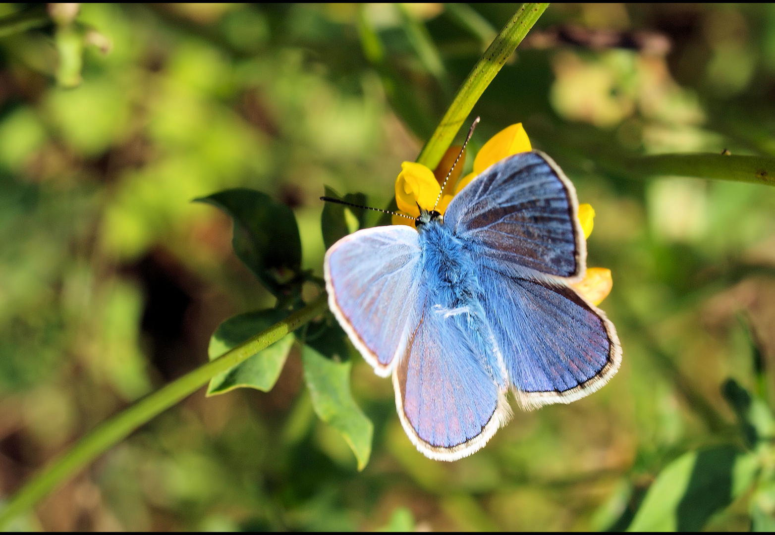 Blau Farbe oder Zustand ;) 