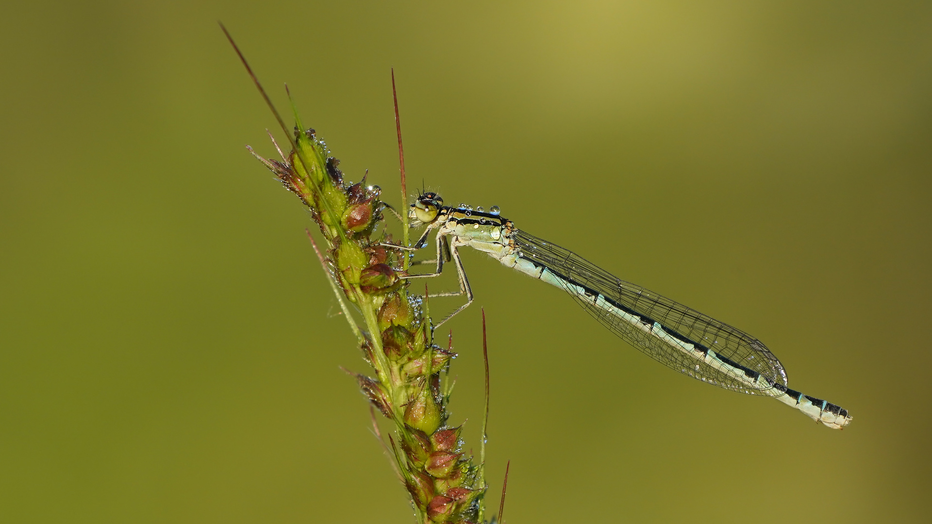 blau Federlibelle