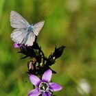 Blau fliegt ( steht ) auf lila...