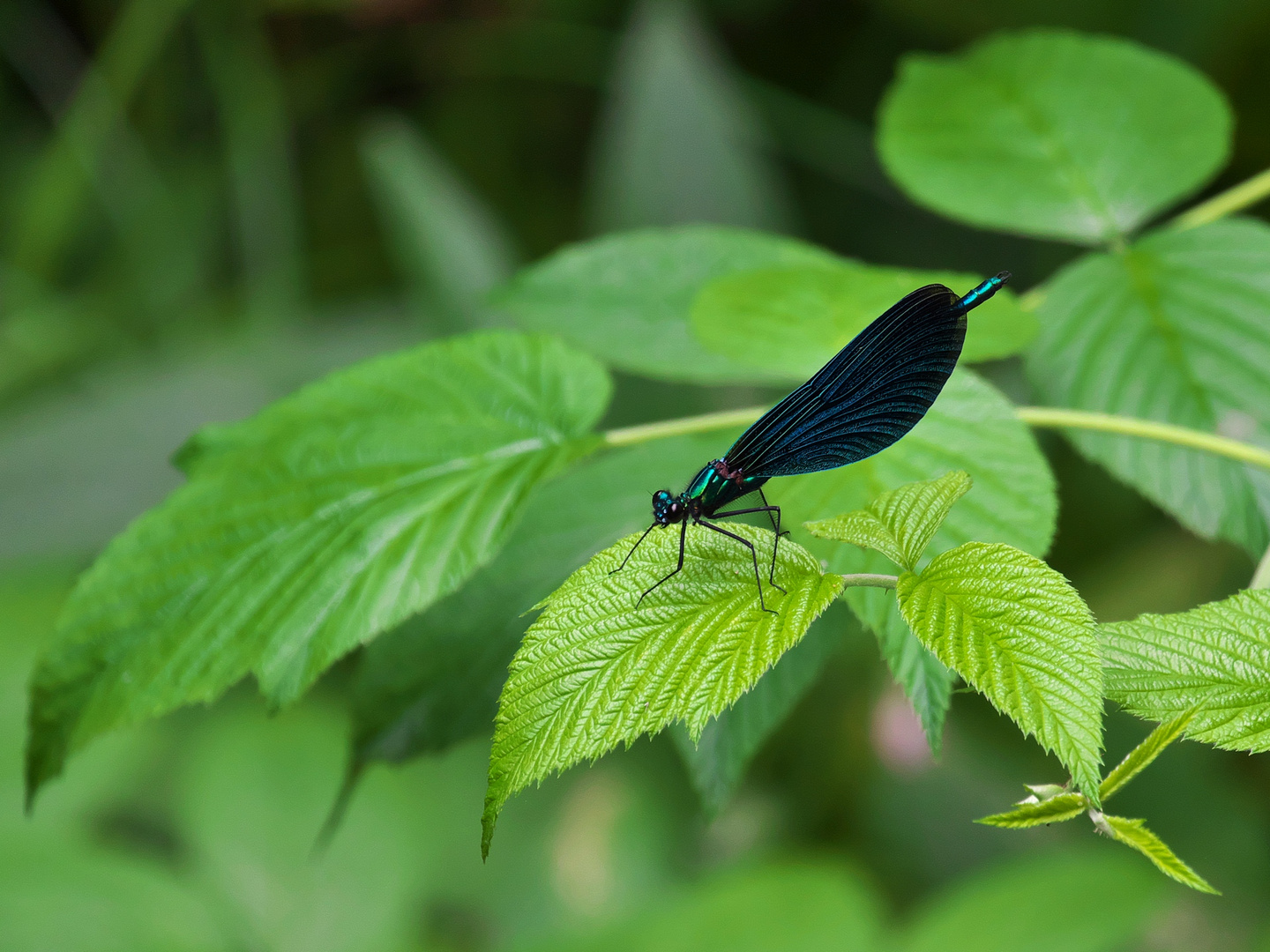 Blau-Flügelige Prachtlibelle