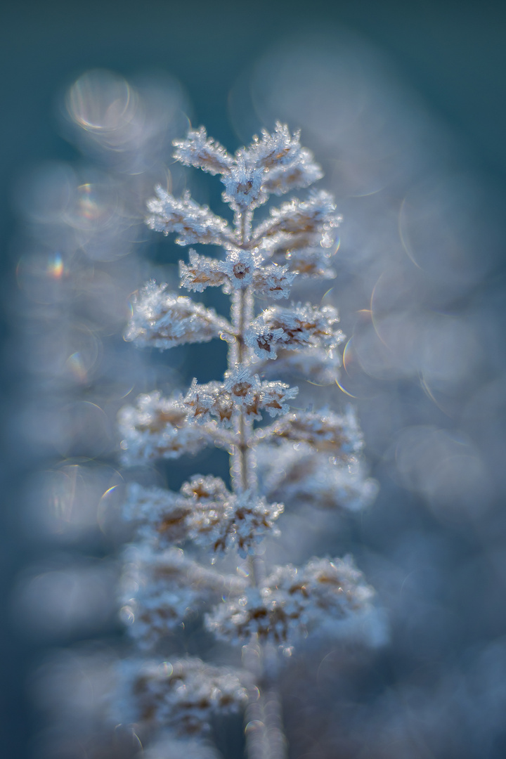 Blau frostiges Geglitzer