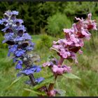 Blau für den Buben und Rosa fürs Mädel