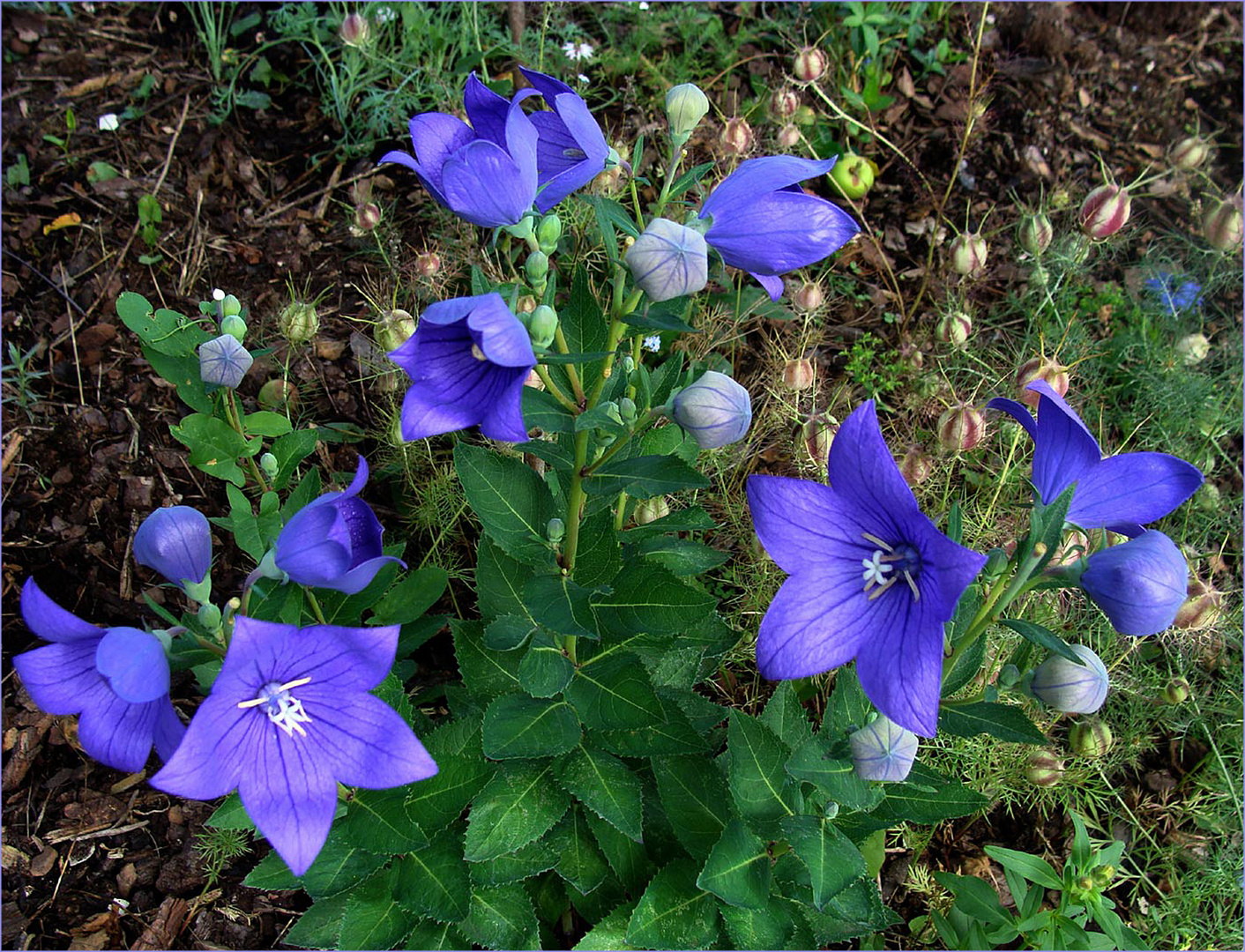 Blau-für-Montag mit Ballonblume