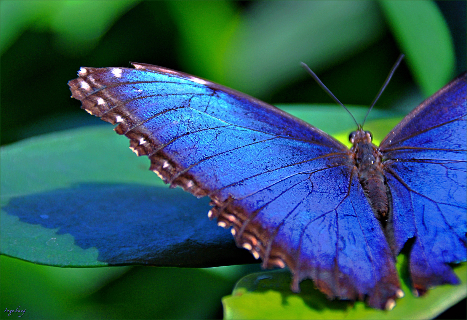 Blau gegen Blues