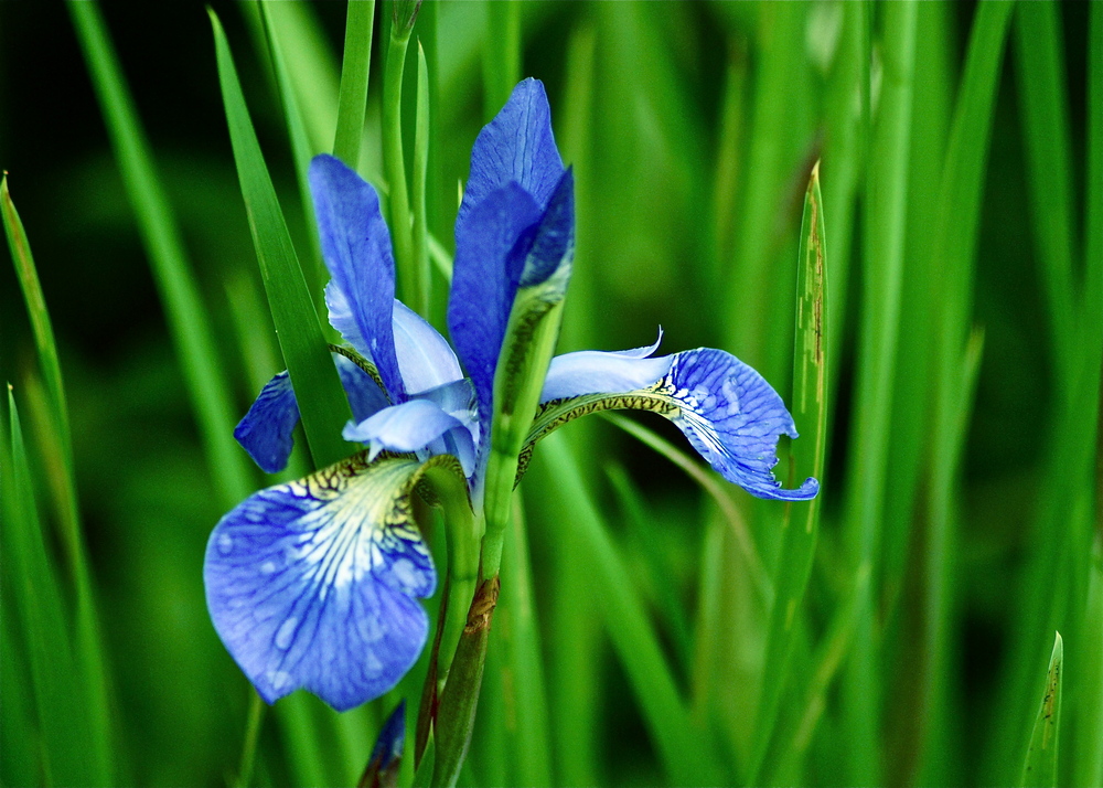 Blau gegen Grün