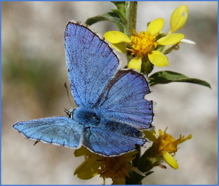 Blau-Gelb ;-)