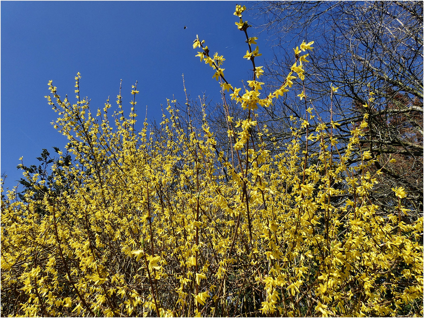 Blau-Gelb