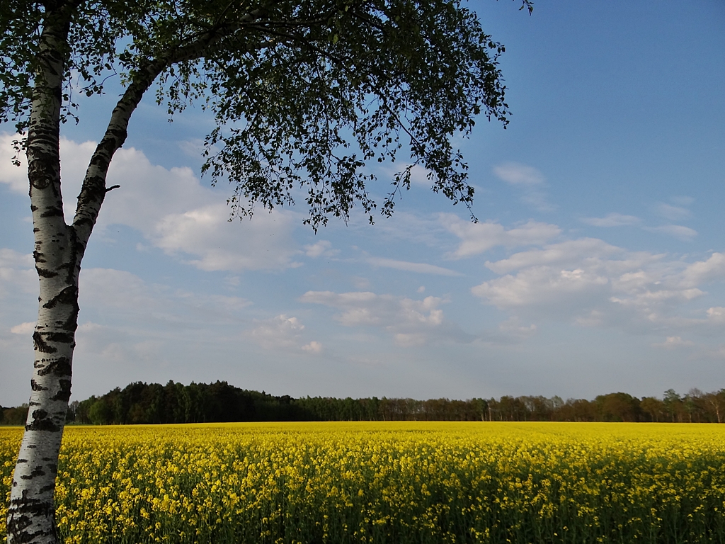 blau-gelb