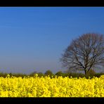 blau + gelb + Baum...