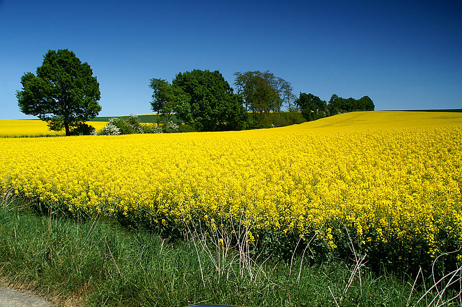 Blau - Gelb