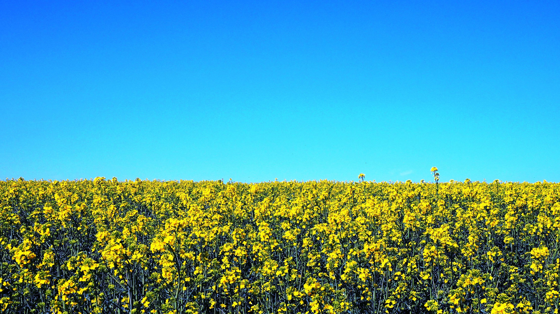 Blau - Gelb