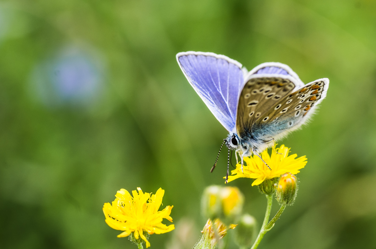 Blau Gelb Grün