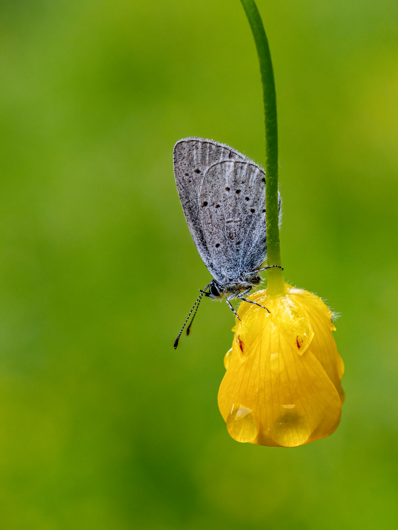 Blau-Gelb-Grün