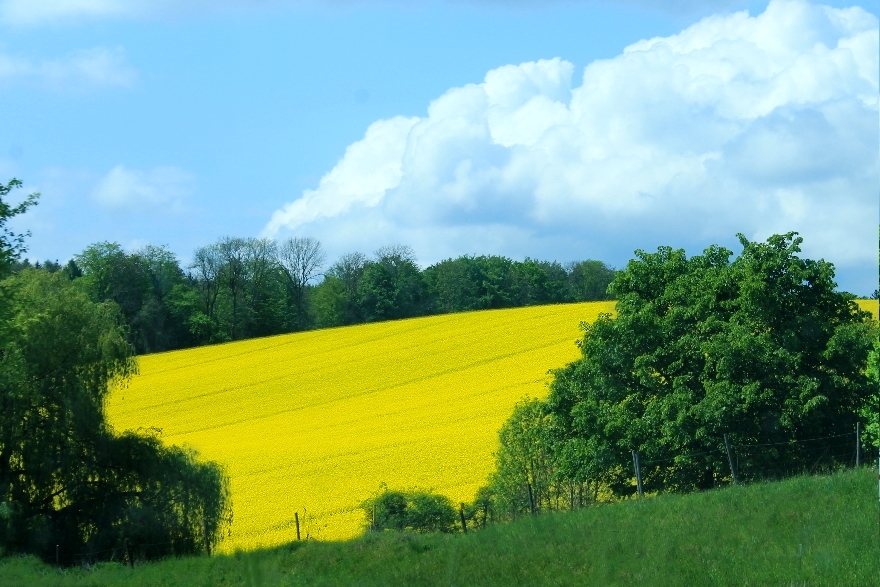 blau, gelb, grün