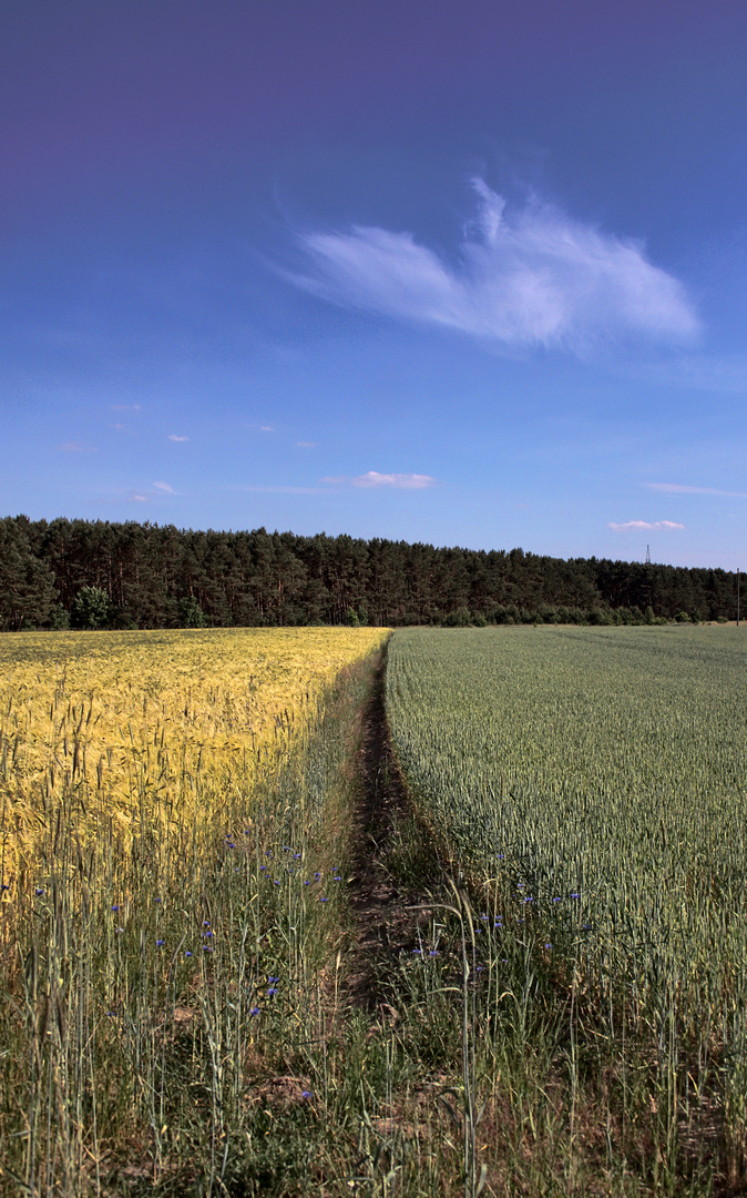 blau gelb grün