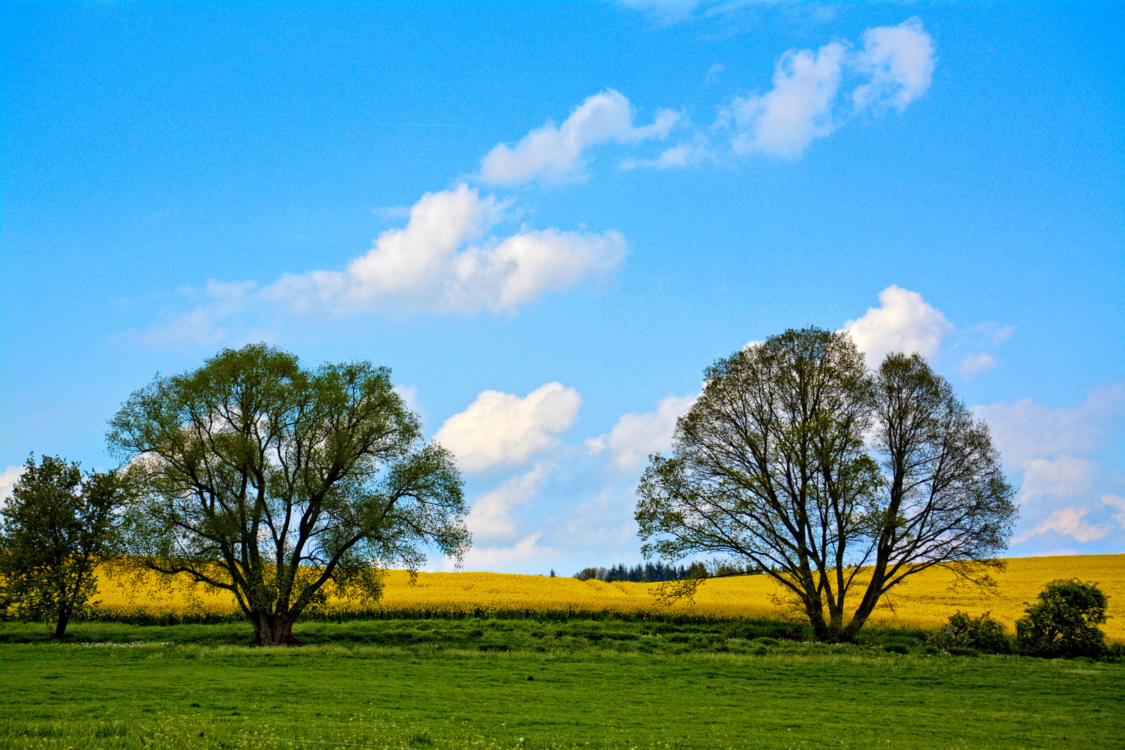 Blau, Gelb, Grün meinen Blick anzieh'n