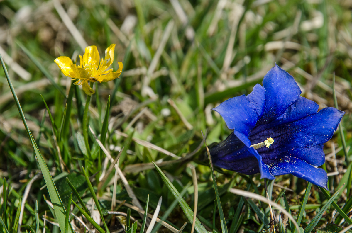 Blau-Gelb-Kontrast