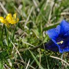 Blau-Gelb-Kontrast