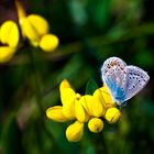 Blau-Gelb z. Zt. Meine Lieblingsfarben