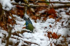 Blau-gelbe Grubenmeise