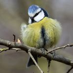 Blau - Gelber Federball