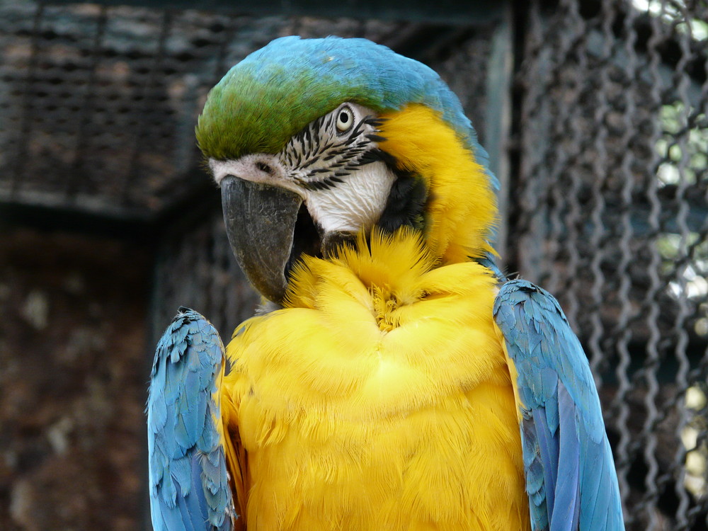 Blau gelber Papagei