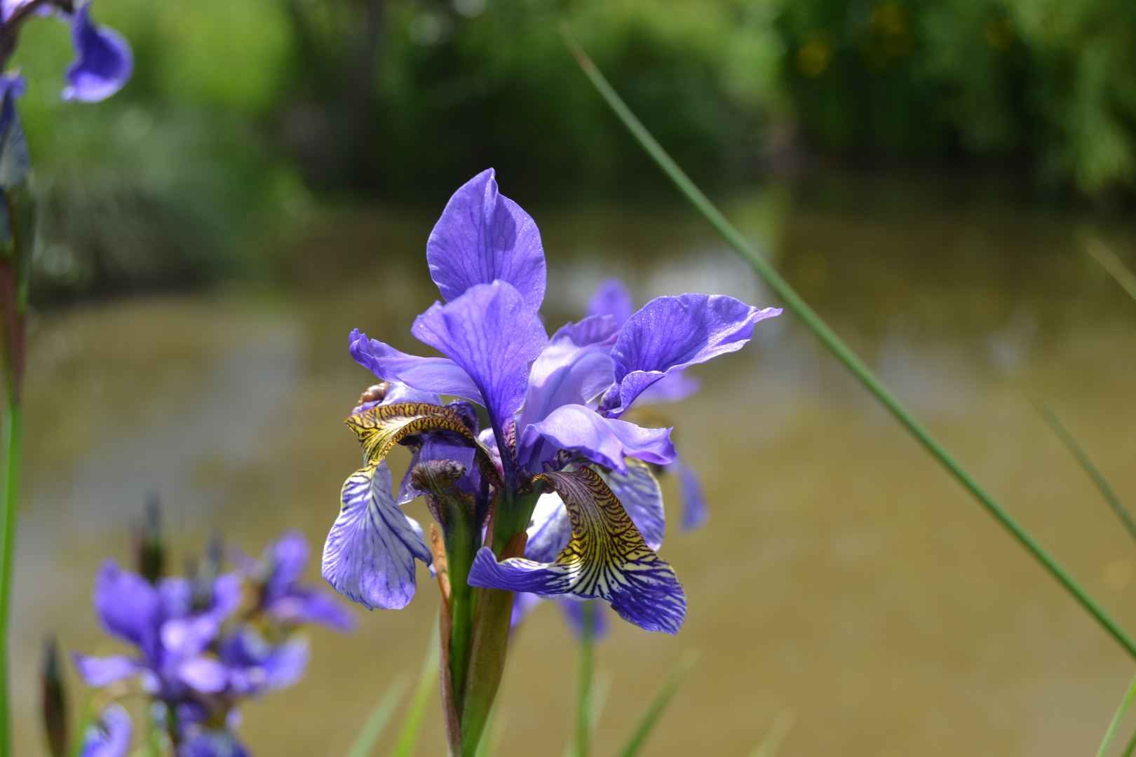 blau-gestreift