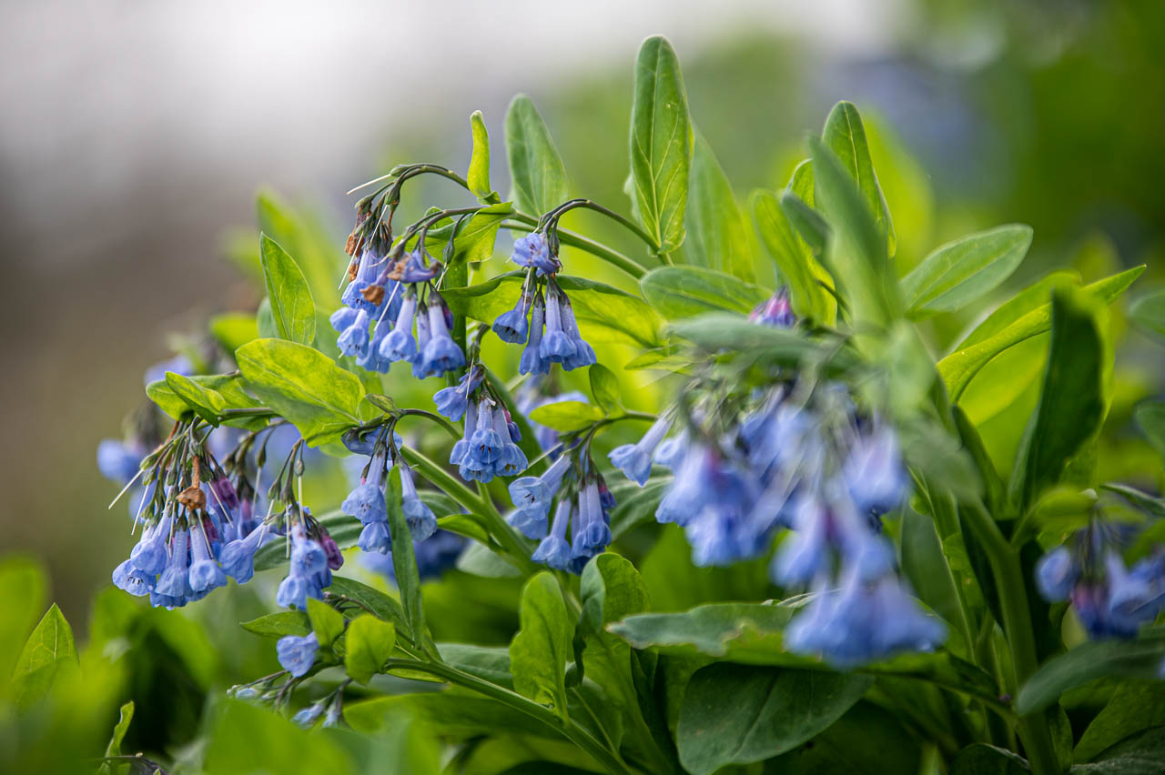 blau Glöckchen