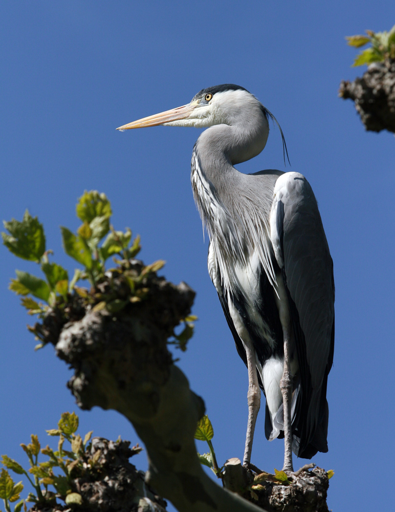 blau-grau