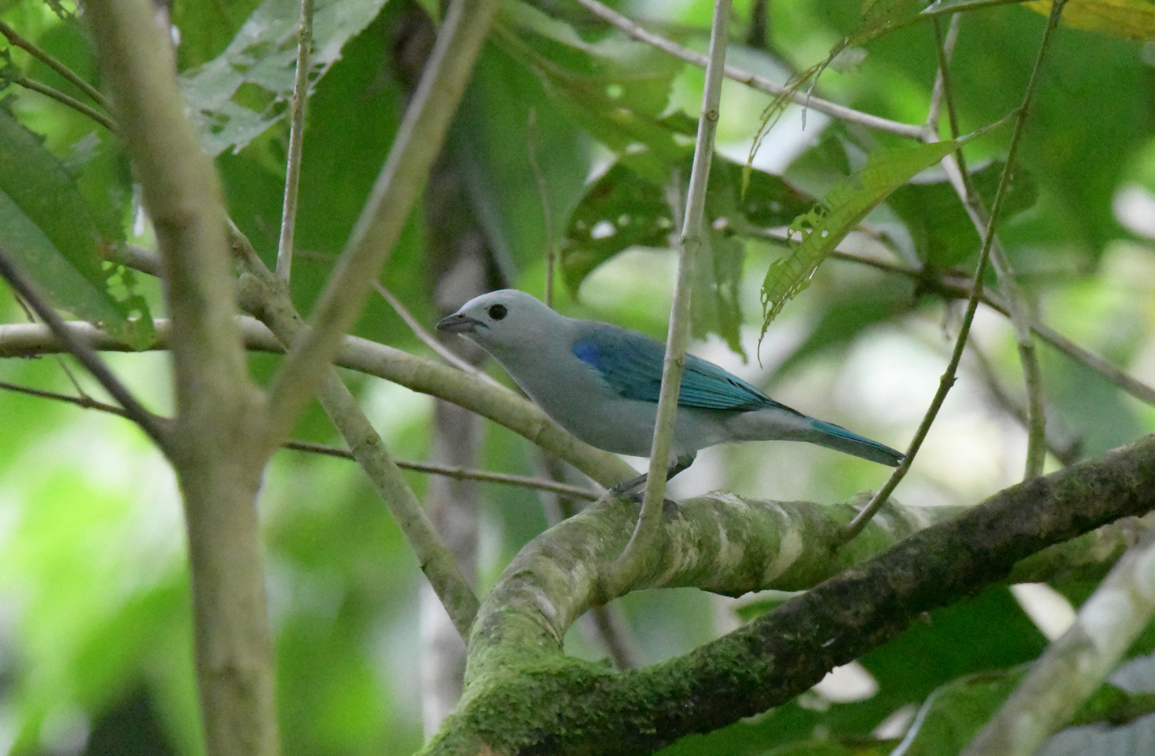 Blau-Grau-Tanager