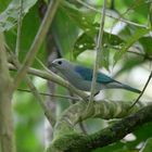 Blau-Grau-Tanager