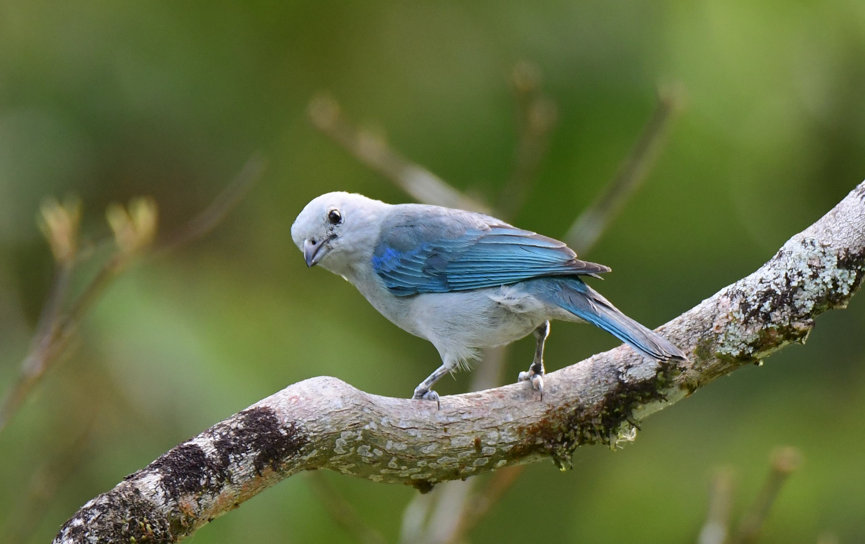 Blau-grauer Tanager