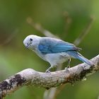 Blau-grauer Tanager